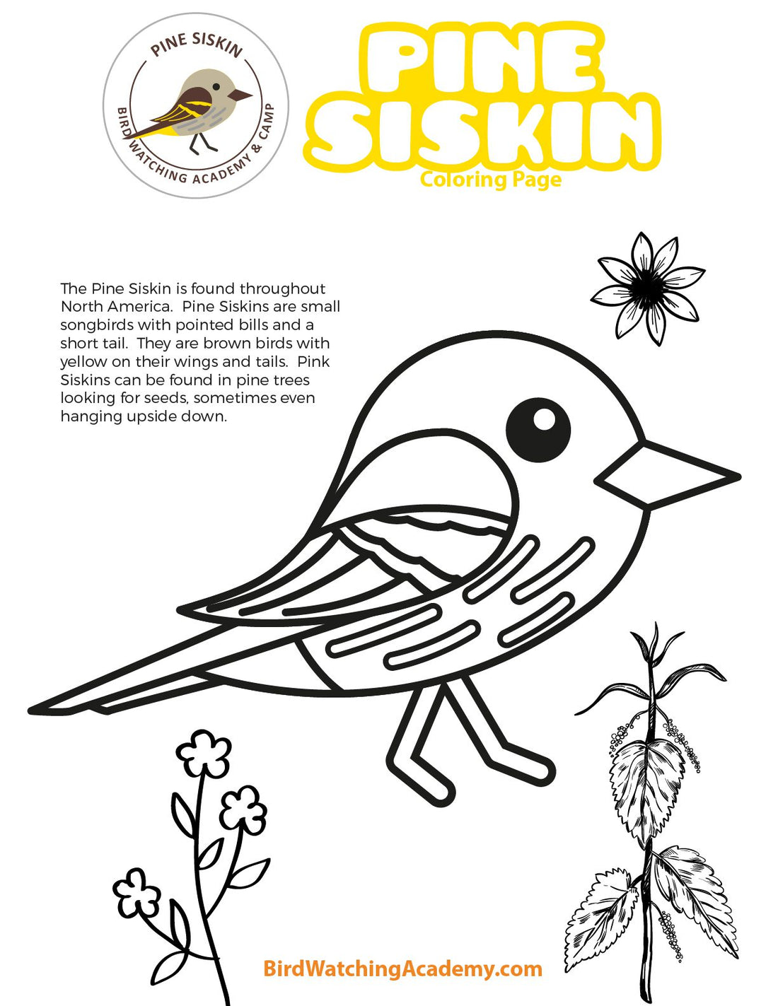 Pine Siskin Coloring Page