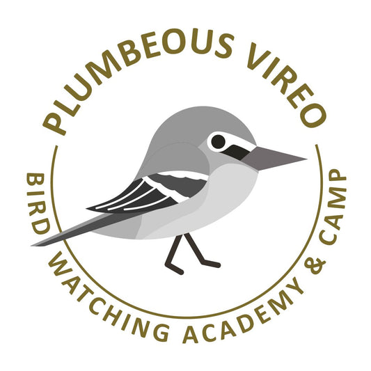 Plumbeous Vireo