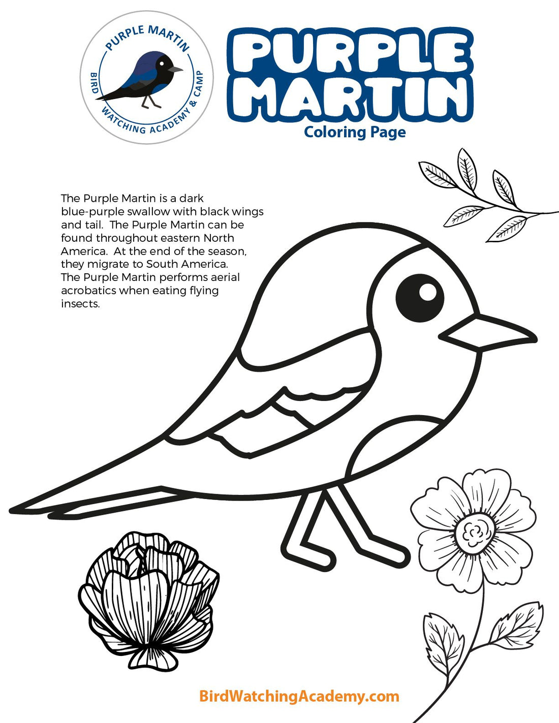 Purple Martin Coloring Page