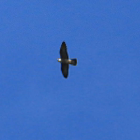 10 Amazing Facts About Peregrine Falcons