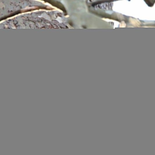 10 Amazing Facts About Pileated Woodpeckers