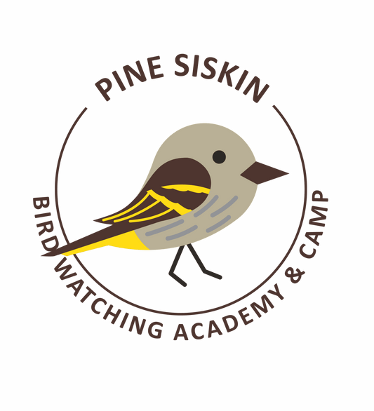 Pine Siskin