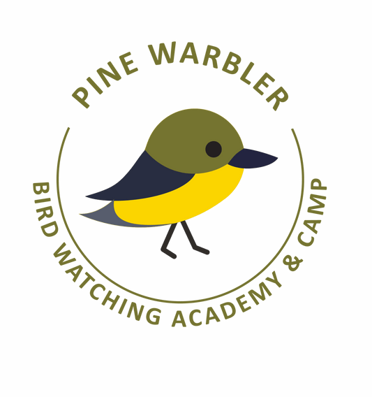 Pine Warbler