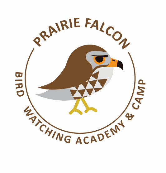 Prairie Falcon