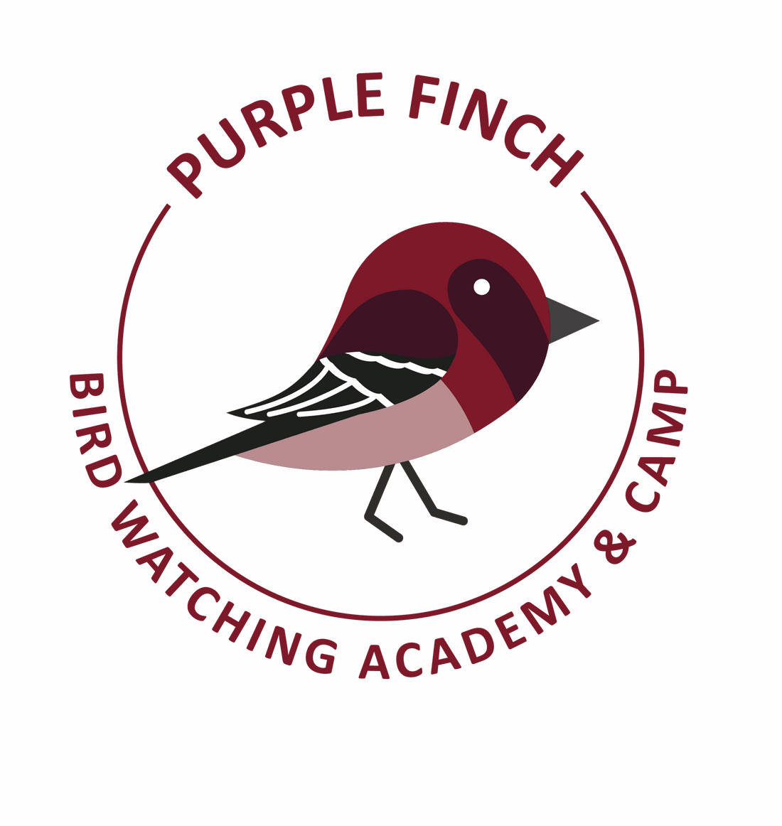 Purple Finch