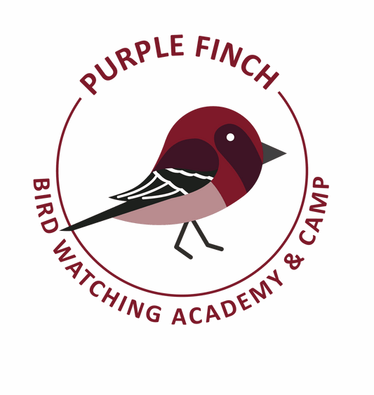 Purple Finch