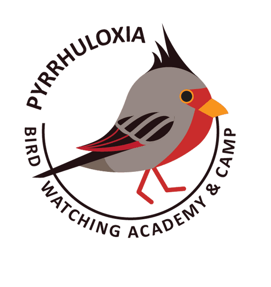 Pyrrhuloxia