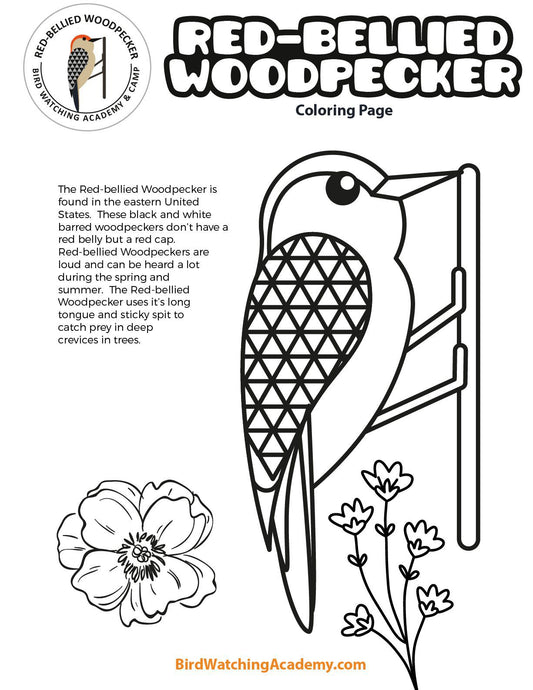 Red-bellied Woodpecker Coloring Page
