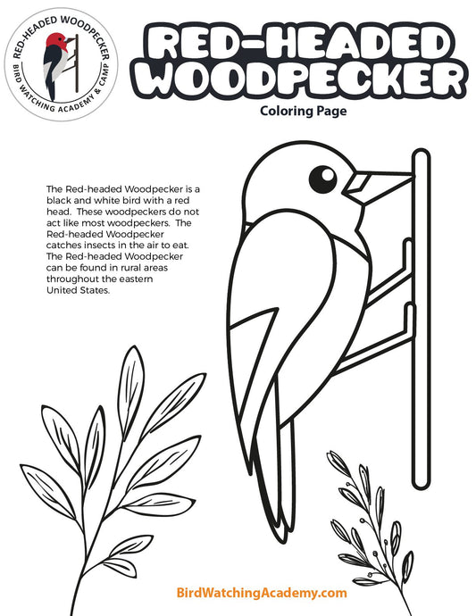 Red-headed Woodpecker Coloring Page