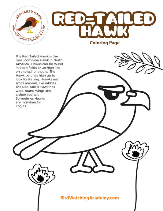 Red-tailed Hawk Coloring Page