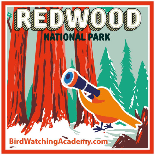 Bird Watching at Redwood National Park