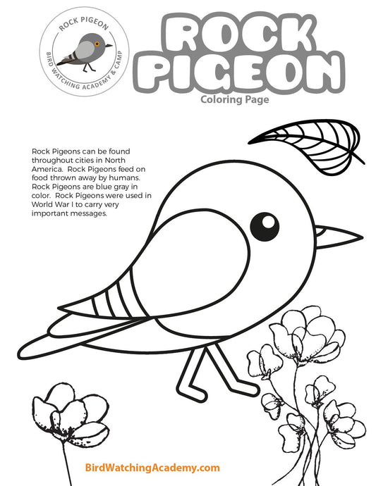 Rock Pigeon Coloring Page