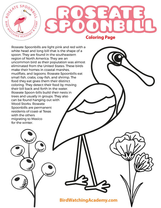 Roseate Spoonbill Coloring Page