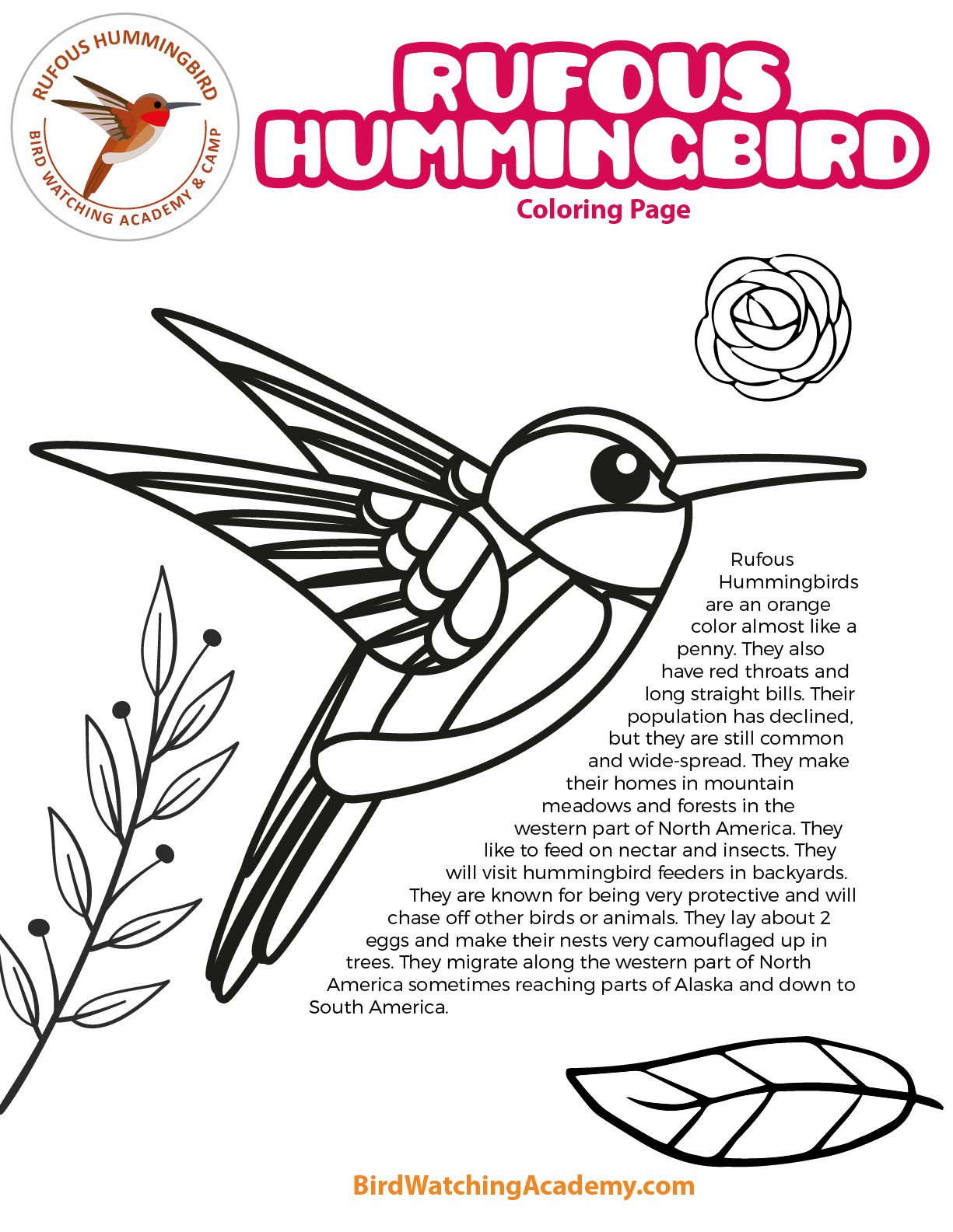 Rufous Hummingbird Coloring Page – My Store