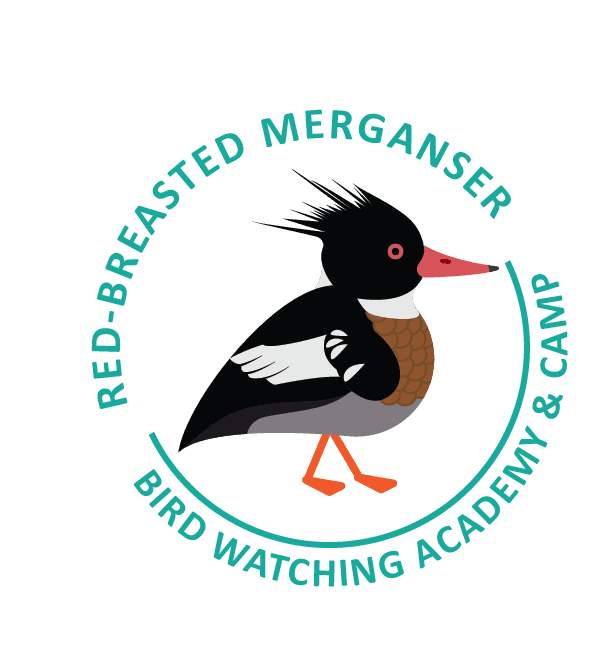 Red-Breasted Merganser