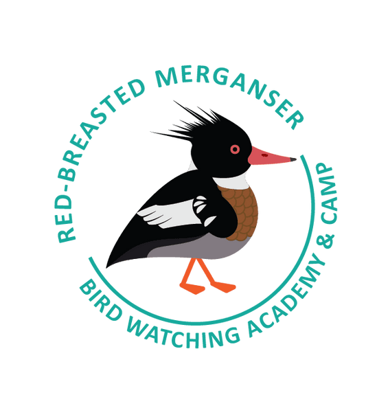Red-Breasted Merganser