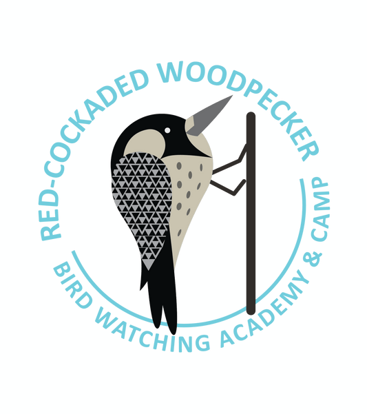 Red-cockaded Woodpecker