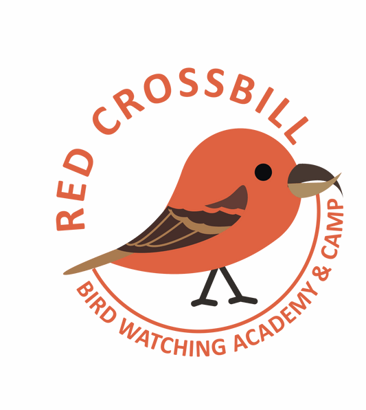 Red Crossbill