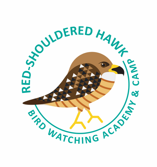 Red-shouldered Hawk
