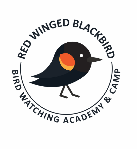 Red Winged Blackbird