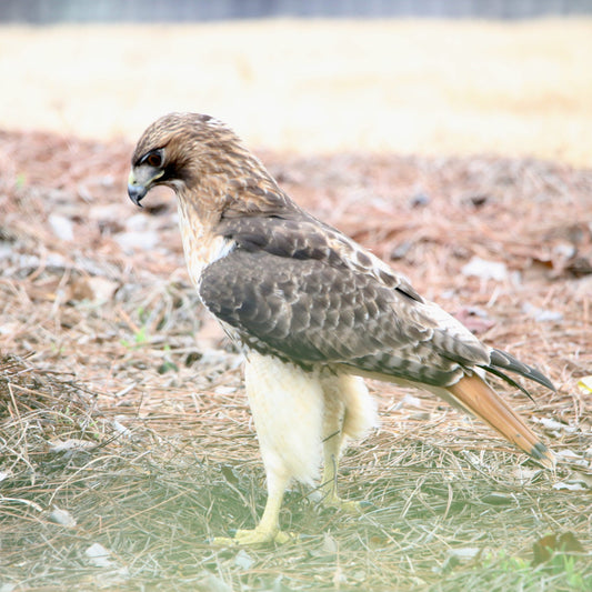 10 Amazing Facts About Red-tailed Hawks