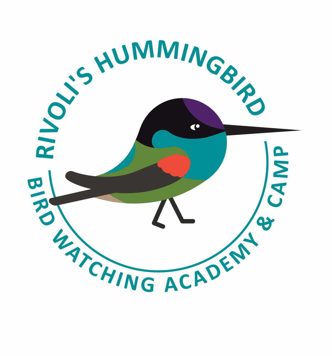 Rivoli's Hummingbird