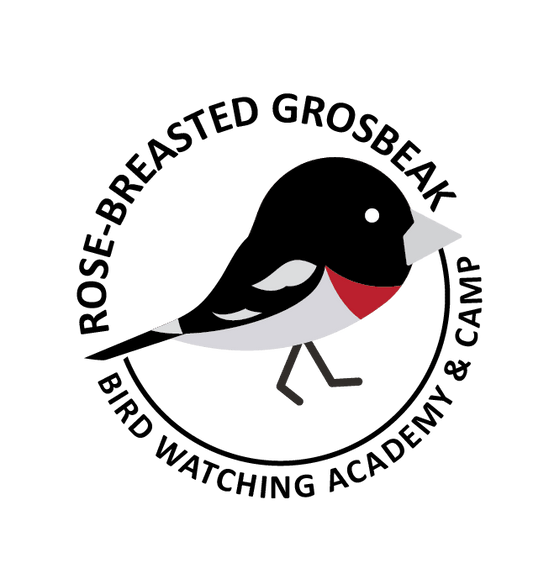 Rose-breasted Grosbeak