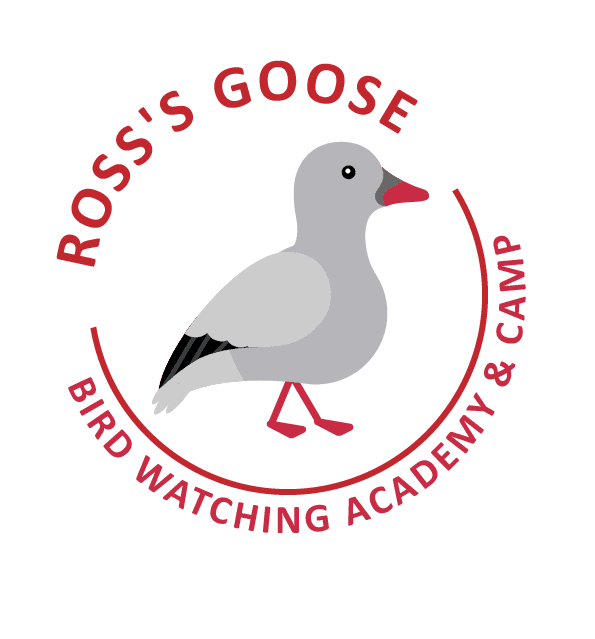 Ross's Goose