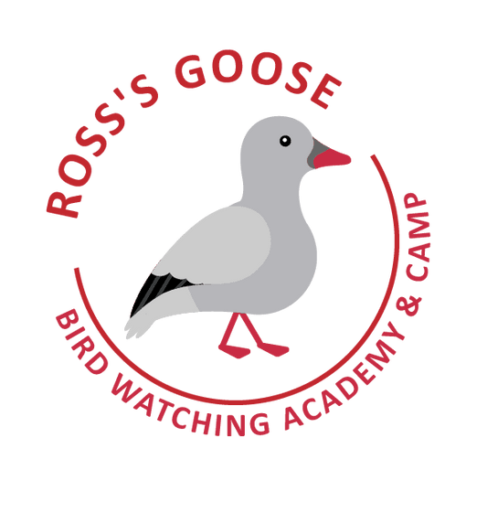 Ross's Goose
