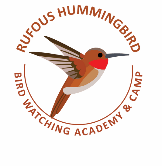 Rufous Hummingbird