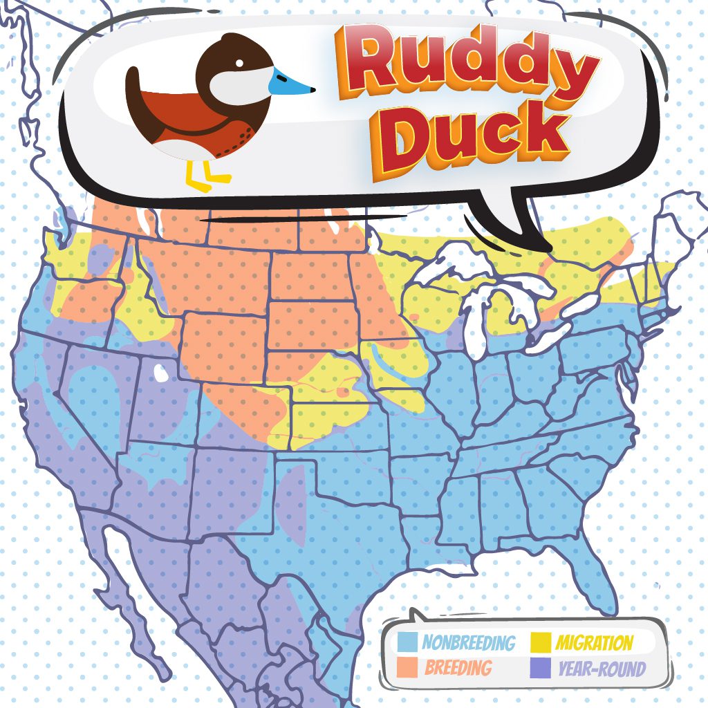 Duck Migration