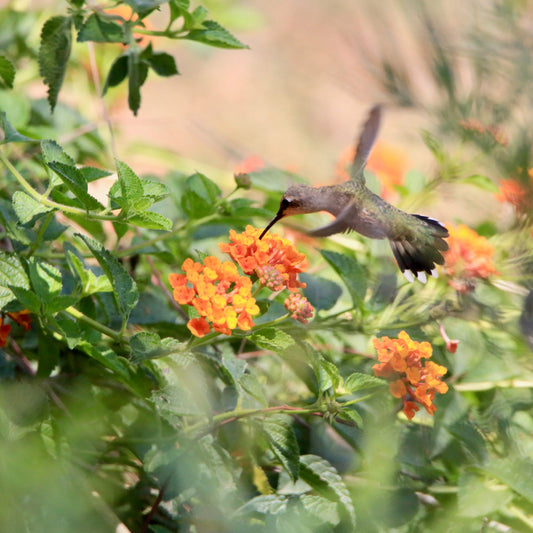 Flowers That Attracts Hummingbirds