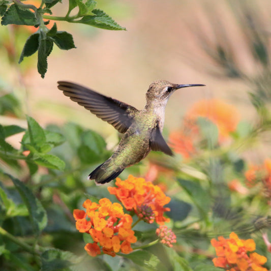 5 Important Facts About Hummingbirds