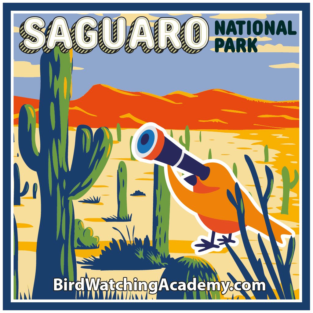 Bird Watching at Saguaro National Park