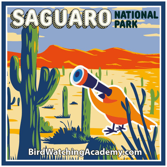 Bird Watching at Saguaro National Park