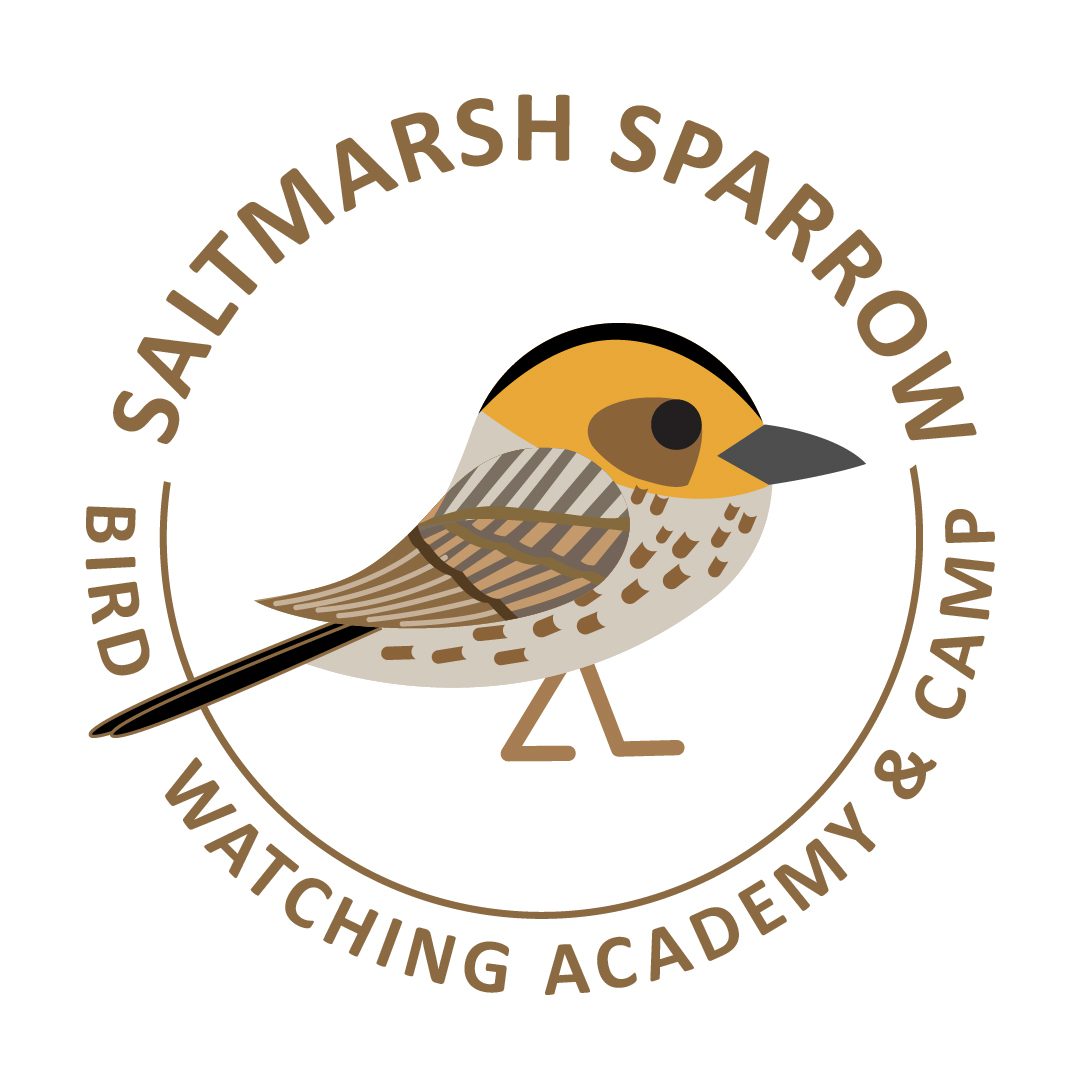Saltmarsh Sparrow