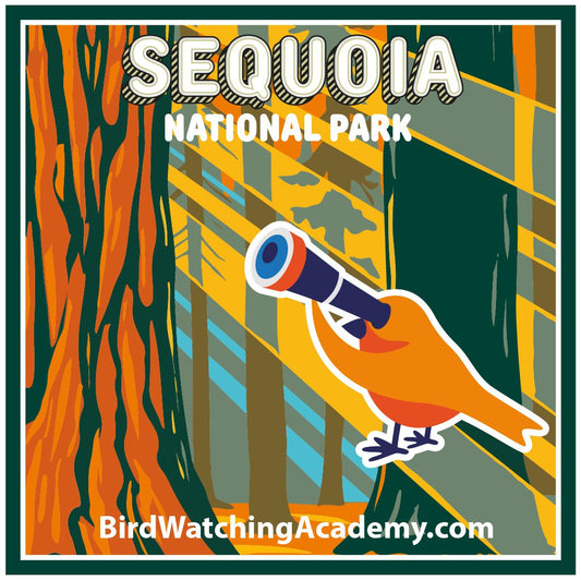Bird Watching at Sequoia National Park