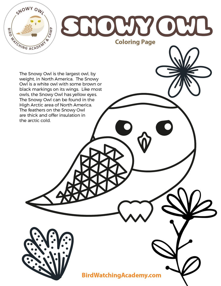 Snowy Owl Coloring Page – My Store