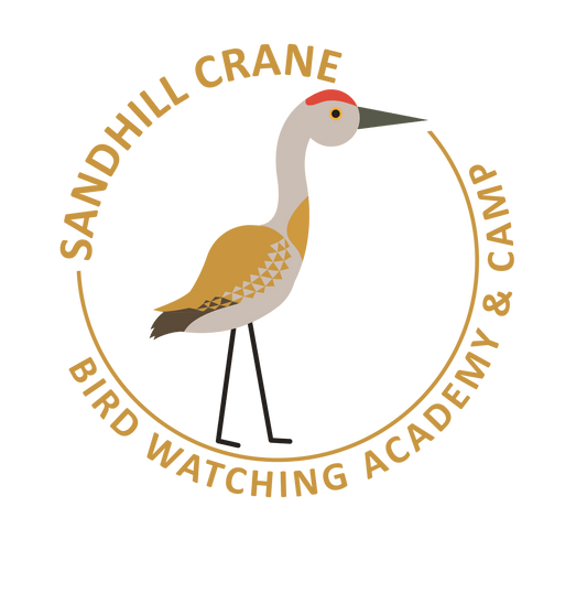 Sandhill Crane