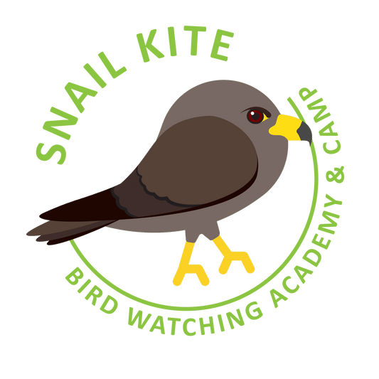 Snail Kite