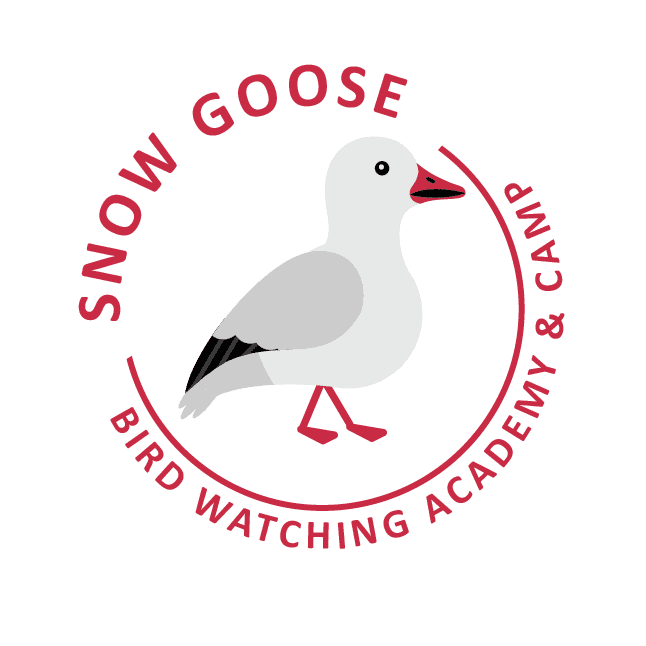 Snow Goose