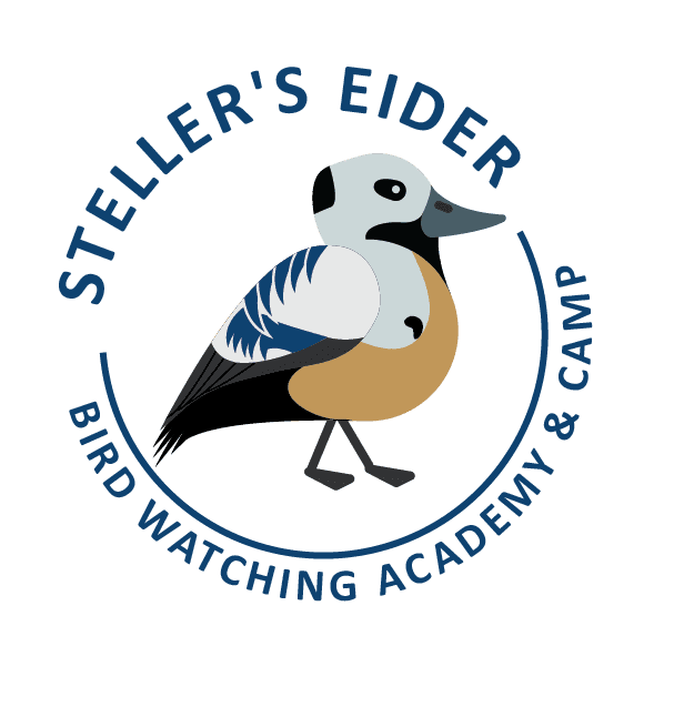 Steller's Eider