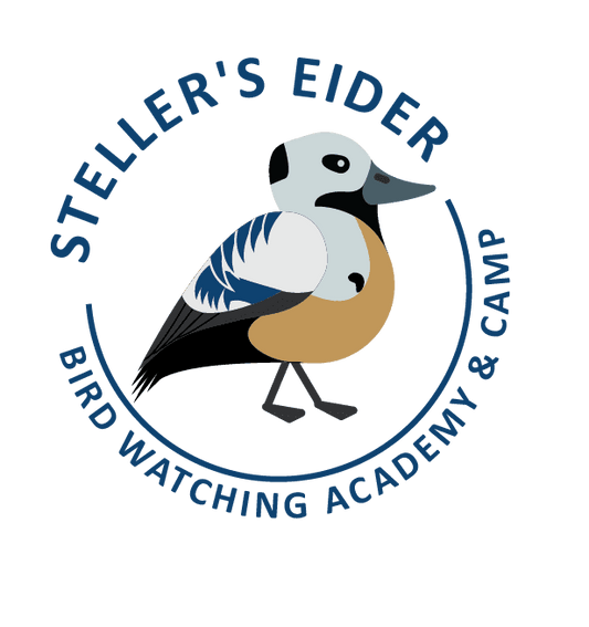 Steller's Eider