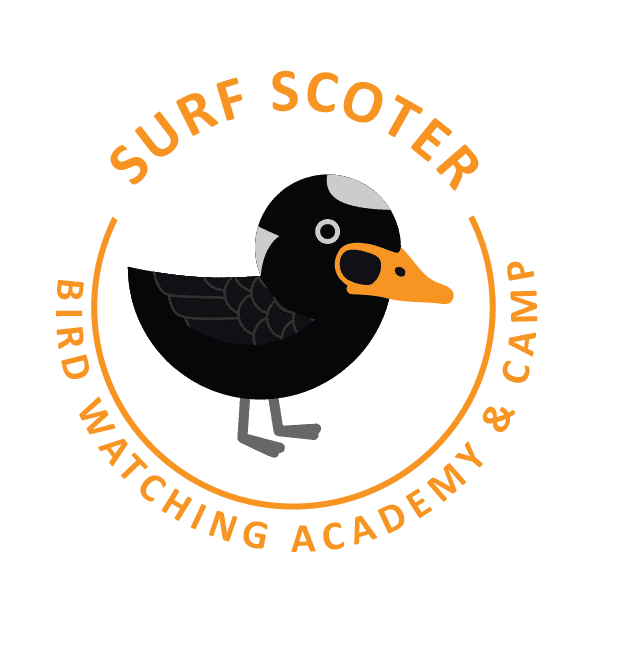 Surf Scoter
