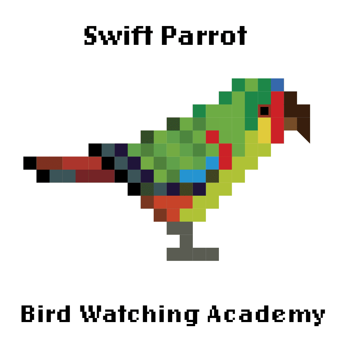 10 Amazing Facts about Swift Parrots