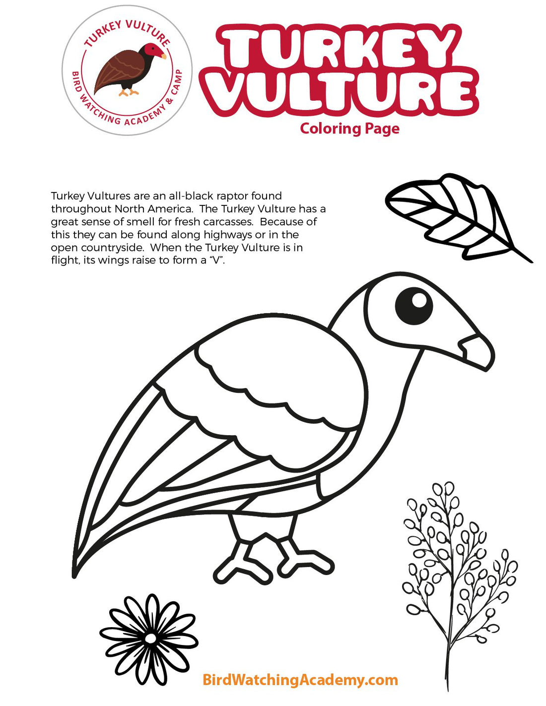 Turkey Vulture Coloring Page