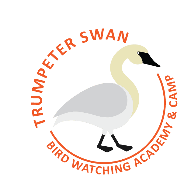 Trumpeter Swan