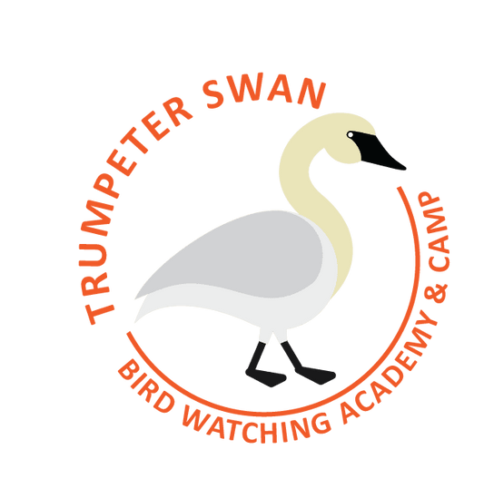Trumpeter Swan