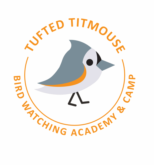 Tufted Titmouse
