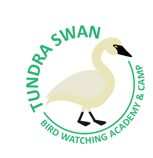 Tundra Swan